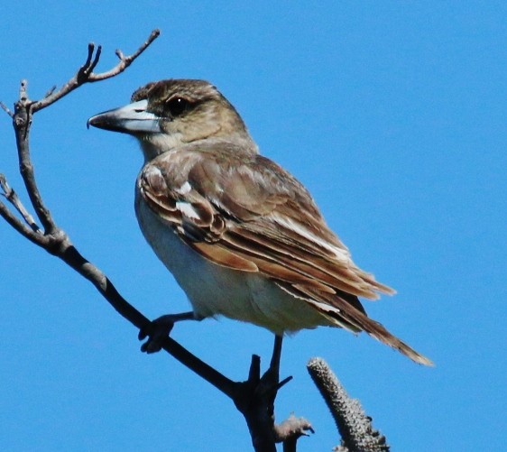 Gray Butcherbird - ML37732951