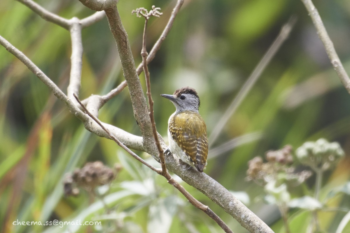 Speckle-breasted Woodpecker - ML37733081