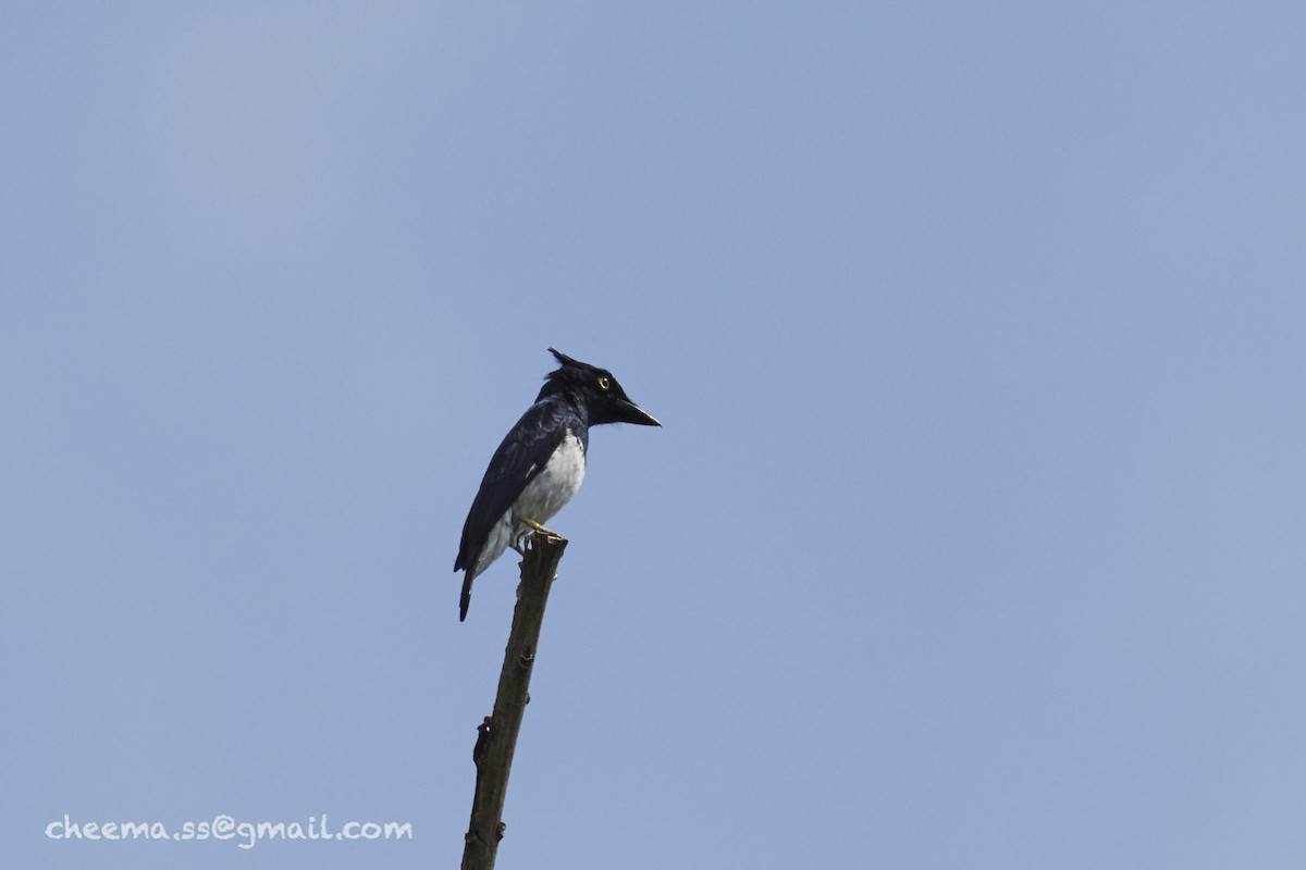 Black-and-white Shrike-flycatcher - ML37733111