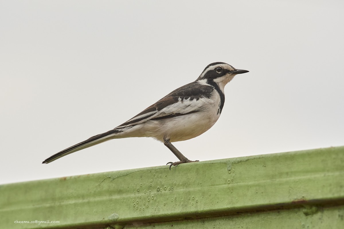 African Pied Wagtail - ML37733191