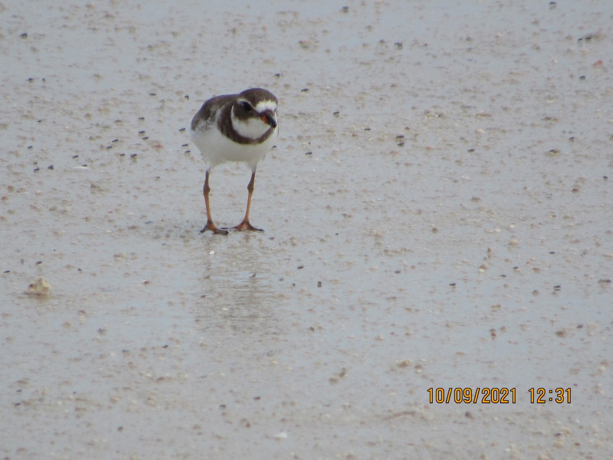 Semipalmated Plover - ML377335491