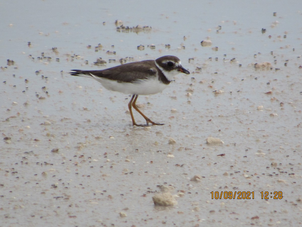 Semipalmated Plover - ML377335511