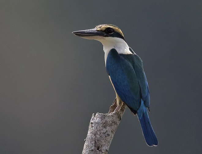 Collared Kingfisher (Nicobar Is.) - Niranjan Sant