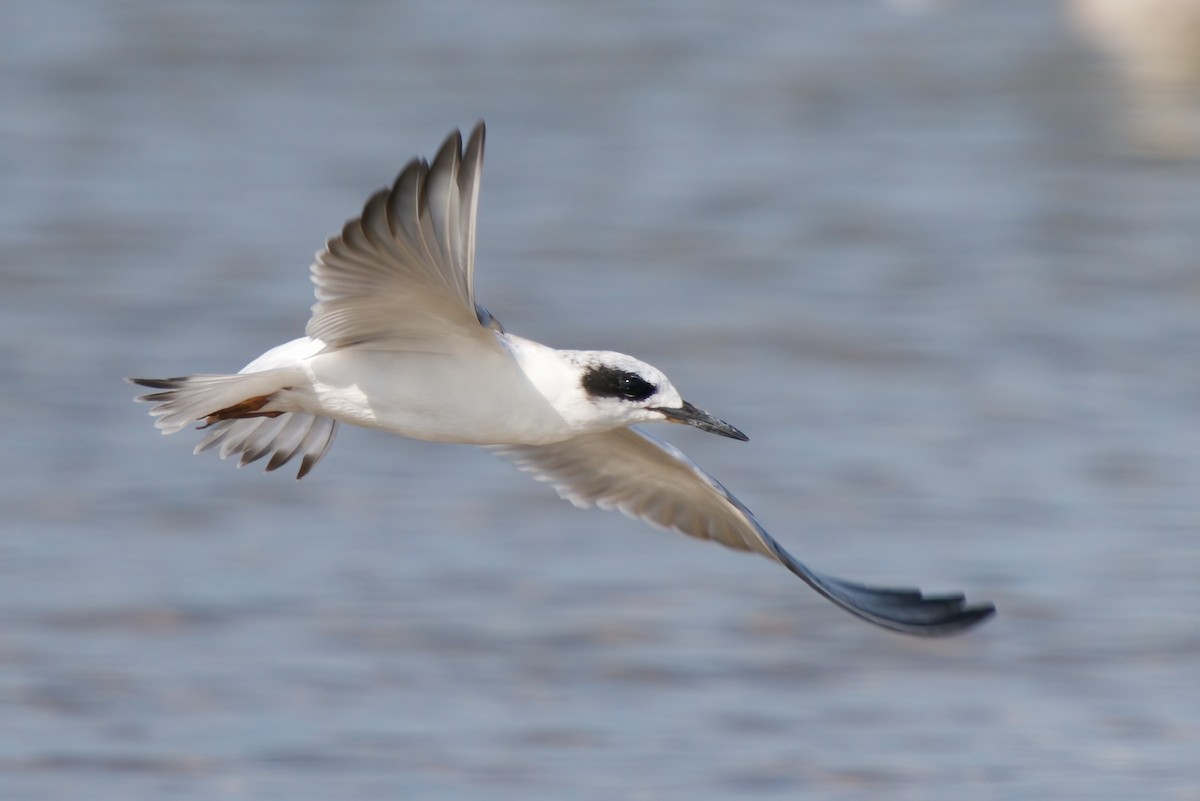 Forster's Tern - Peter F