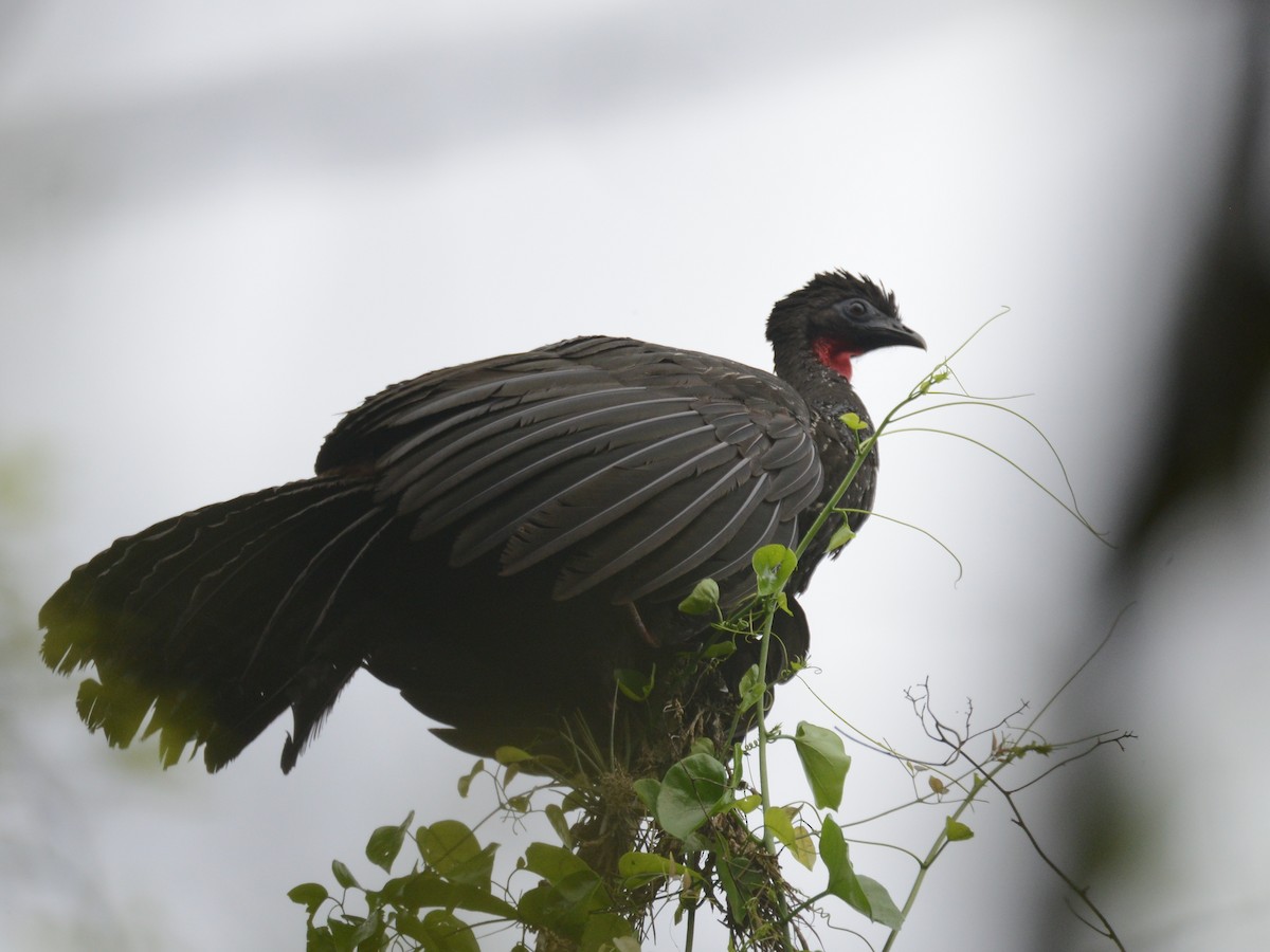Crested Guan - ML37733911