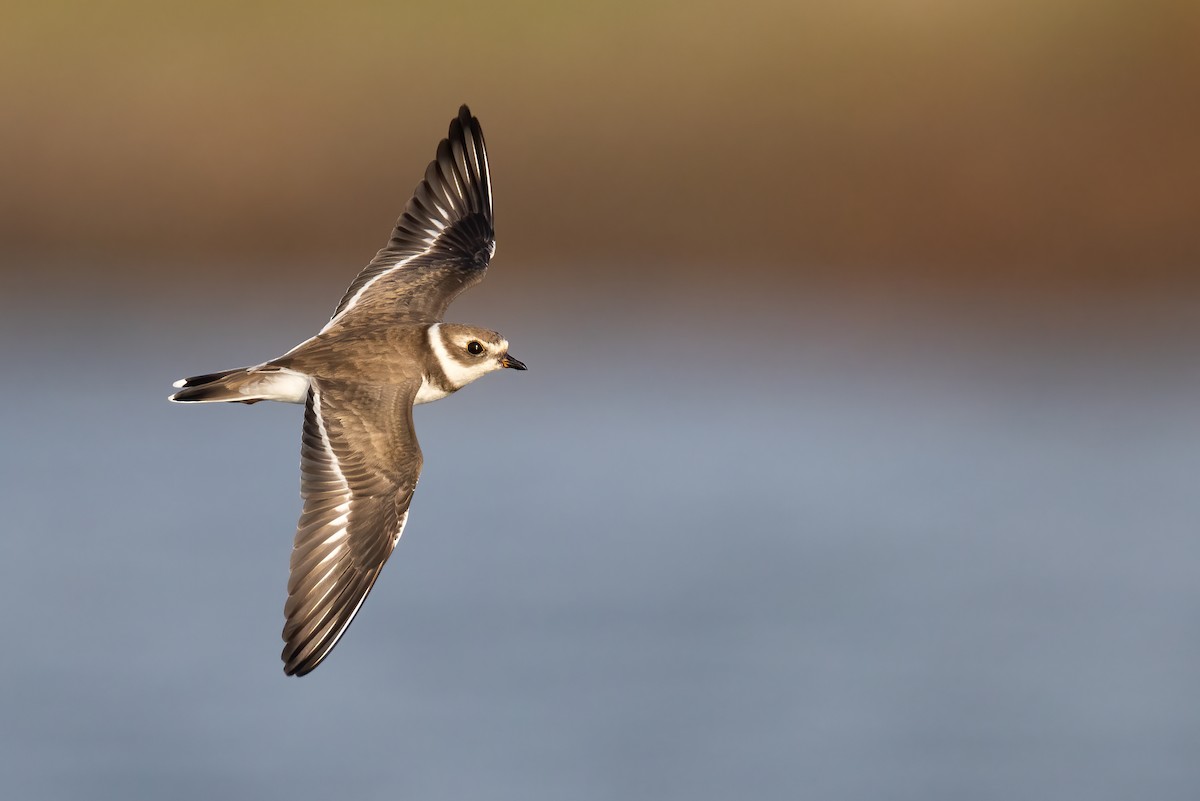 Semipalmated Plover - ML377339231
