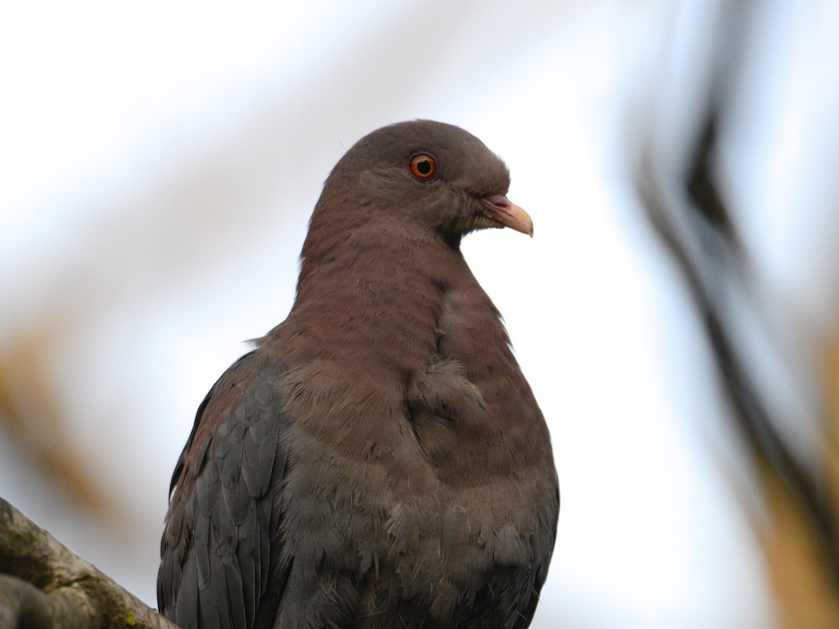 Red-billed Pigeon - Alan Van Norman