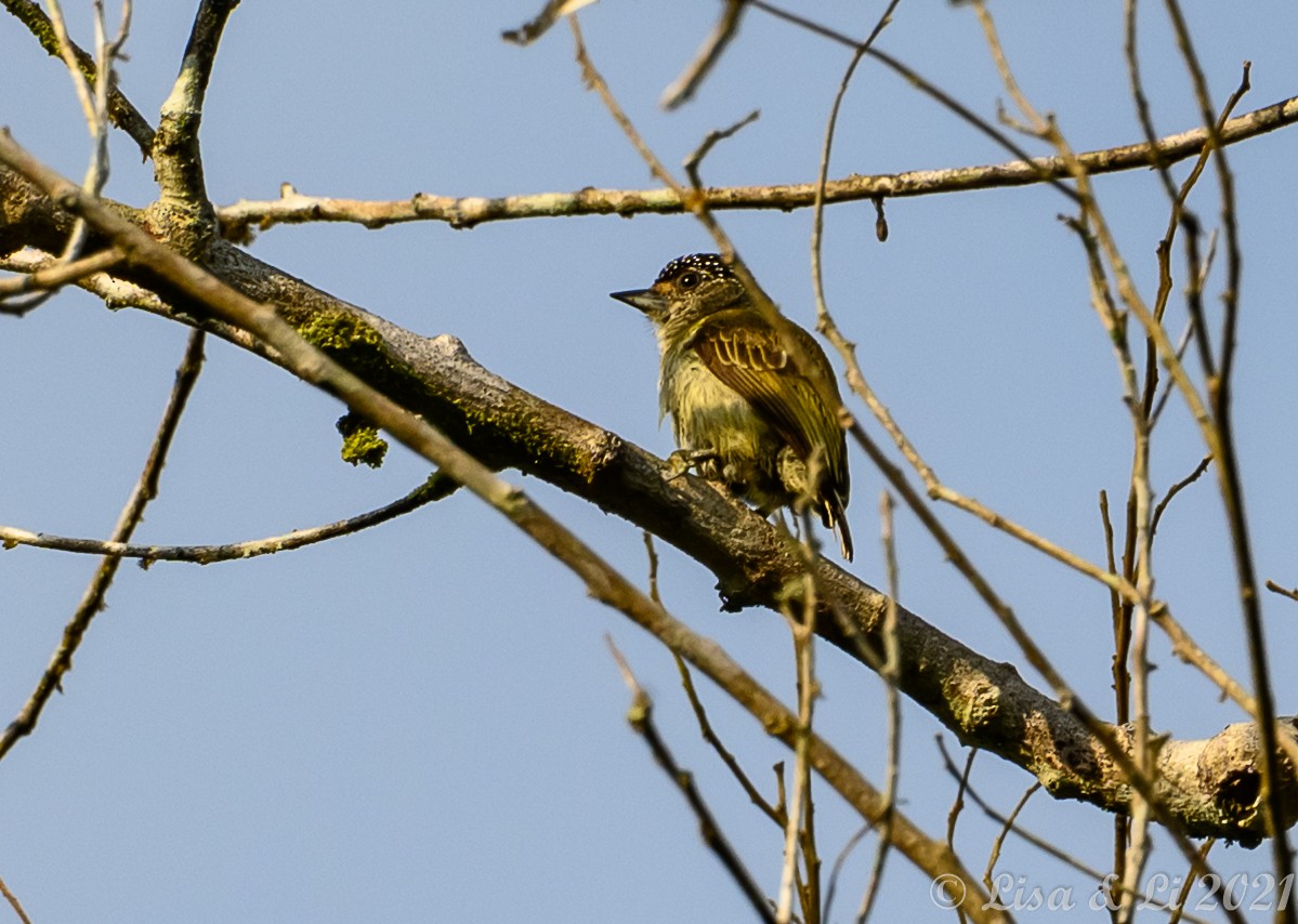Fine-barred Piculet - ML377340541