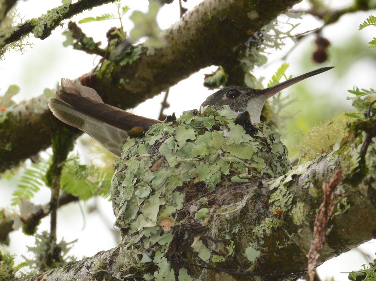 Azure-crowned Hummingbird - ML37734101