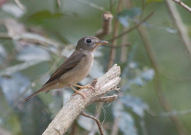 Brown-breasted Flycatcher - ML377341041