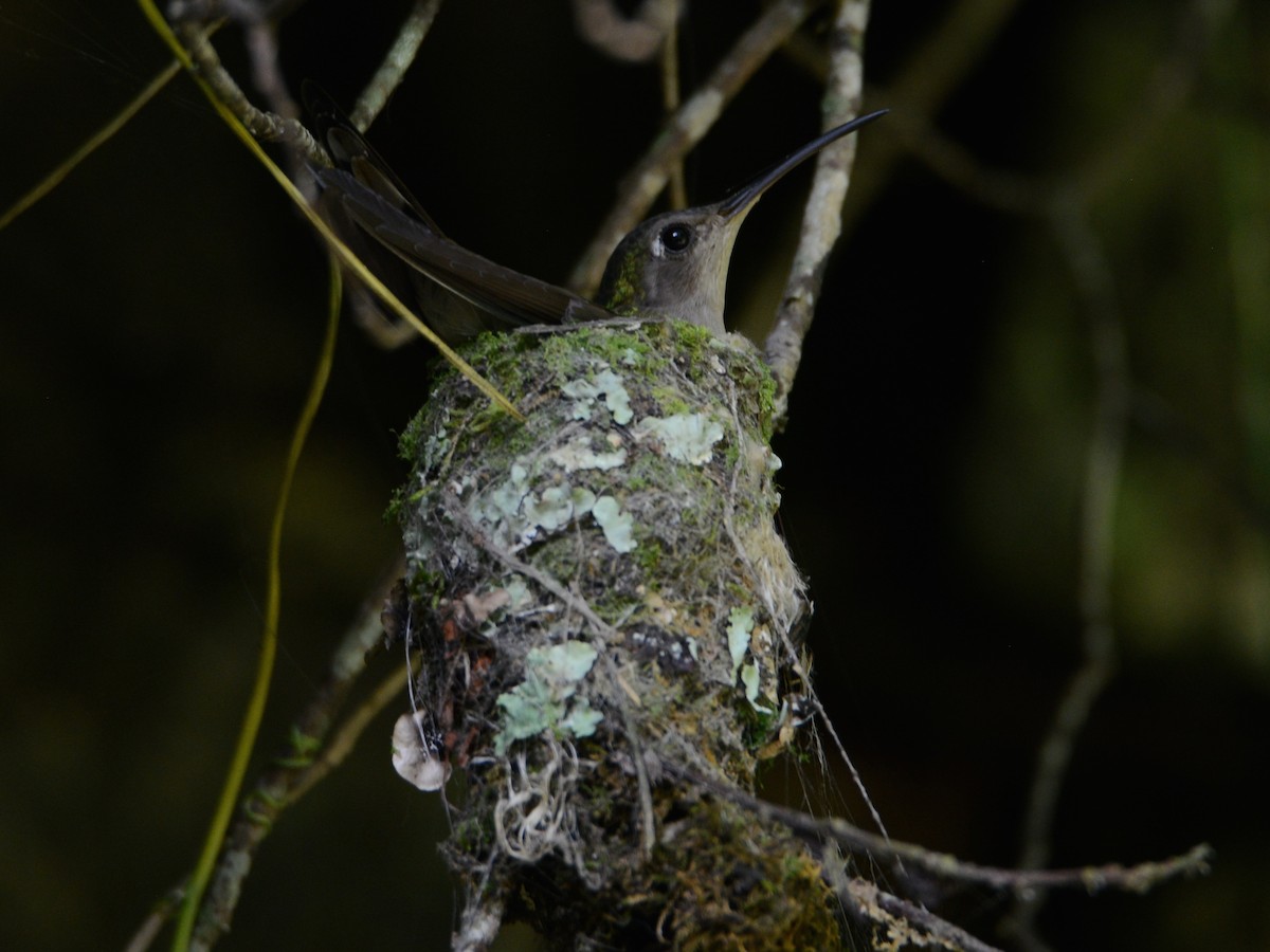Wedge-tailed Sabrewing - Alan Van Norman