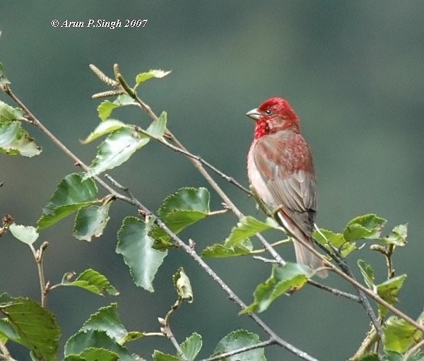 Common Rosefinch - Arun P.Singh