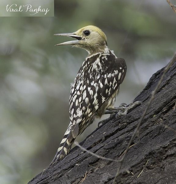 Yellow-crowned Woodpecker - ML377344101
