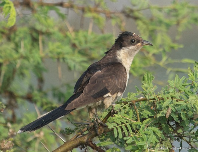 Pied Cuckoo - Bhavesh Rathod