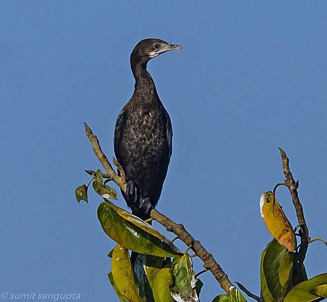 Little Cormorant - Sumit  Sengupta