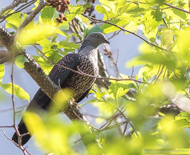 Speckled Wood-Pigeon - ML377347581