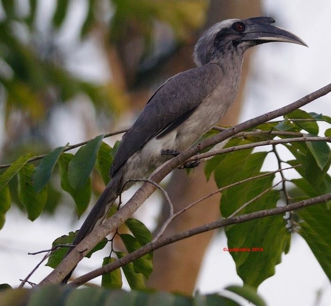 Indian Gray Hornbill - ML377349271