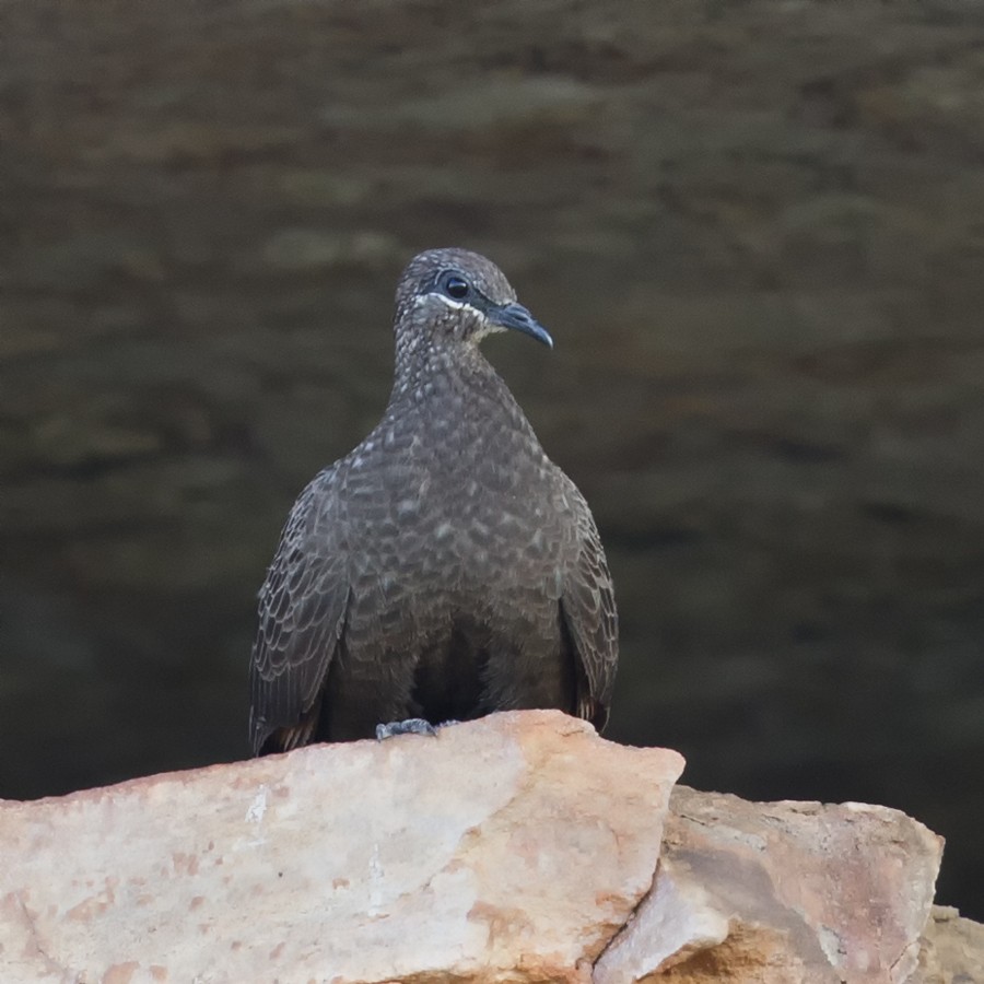 Chestnut-quilled Rock-Pigeon - Mat Gilfedder