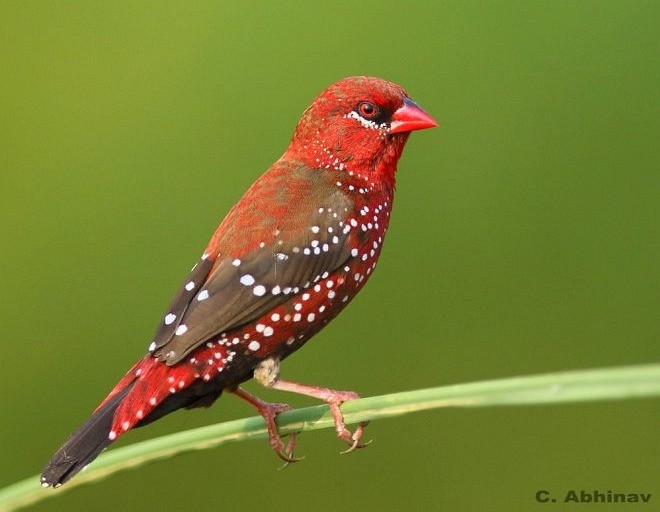 Red Avadavat (Red-bellied) - ML377356091
