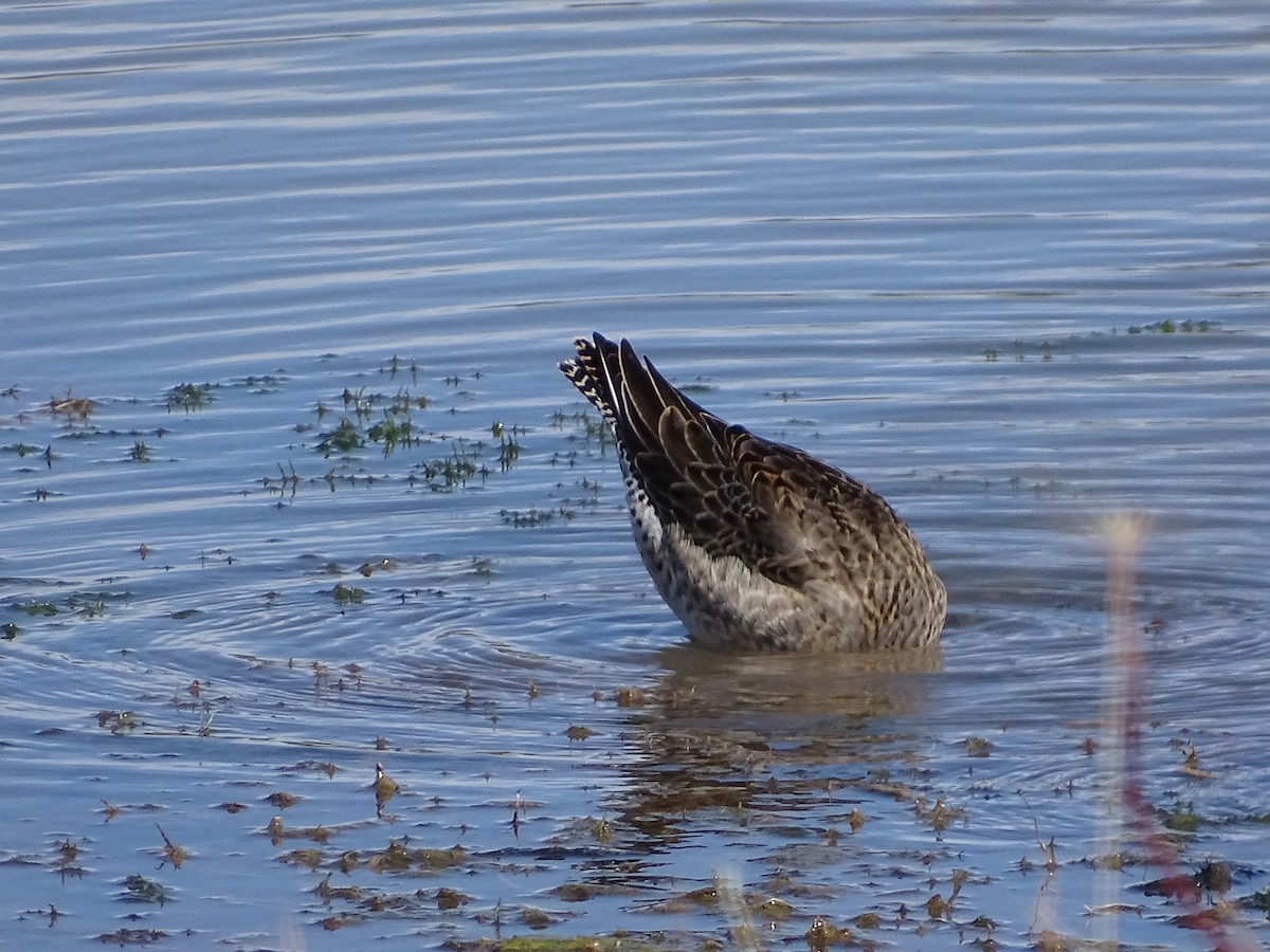 Long-billed Dowitcher - ML377357281