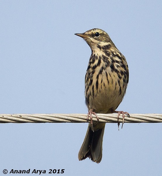 Rosy Pipit - Anand Arya