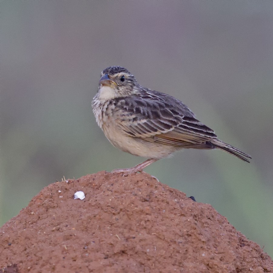 Singing Bushlark (Australasian) - Mat Gilfedder