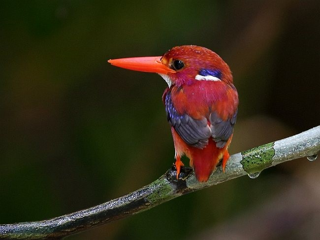 Philippine Dwarf-Kingfisher (Luzon) - ML377362951