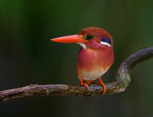 Philippine Dwarf-Kingfisher (Luzon) - ML377362981