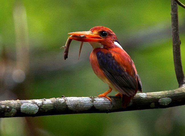 Philippine Dwarf-Kingfisher (Luzon) - Ramon Quisumbing