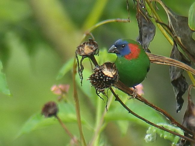 Red-eared Parrotfinch - Stijn De Win