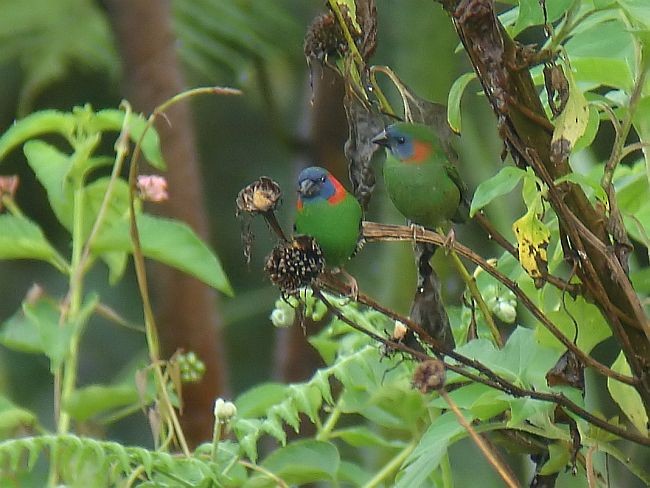Red-eared Parrotfinch - Stijn De Win