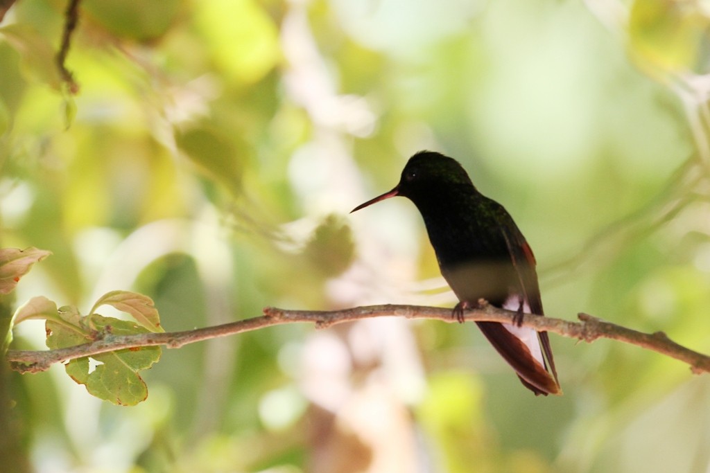 Black-bellied Hummingbird - Maurice Raymond