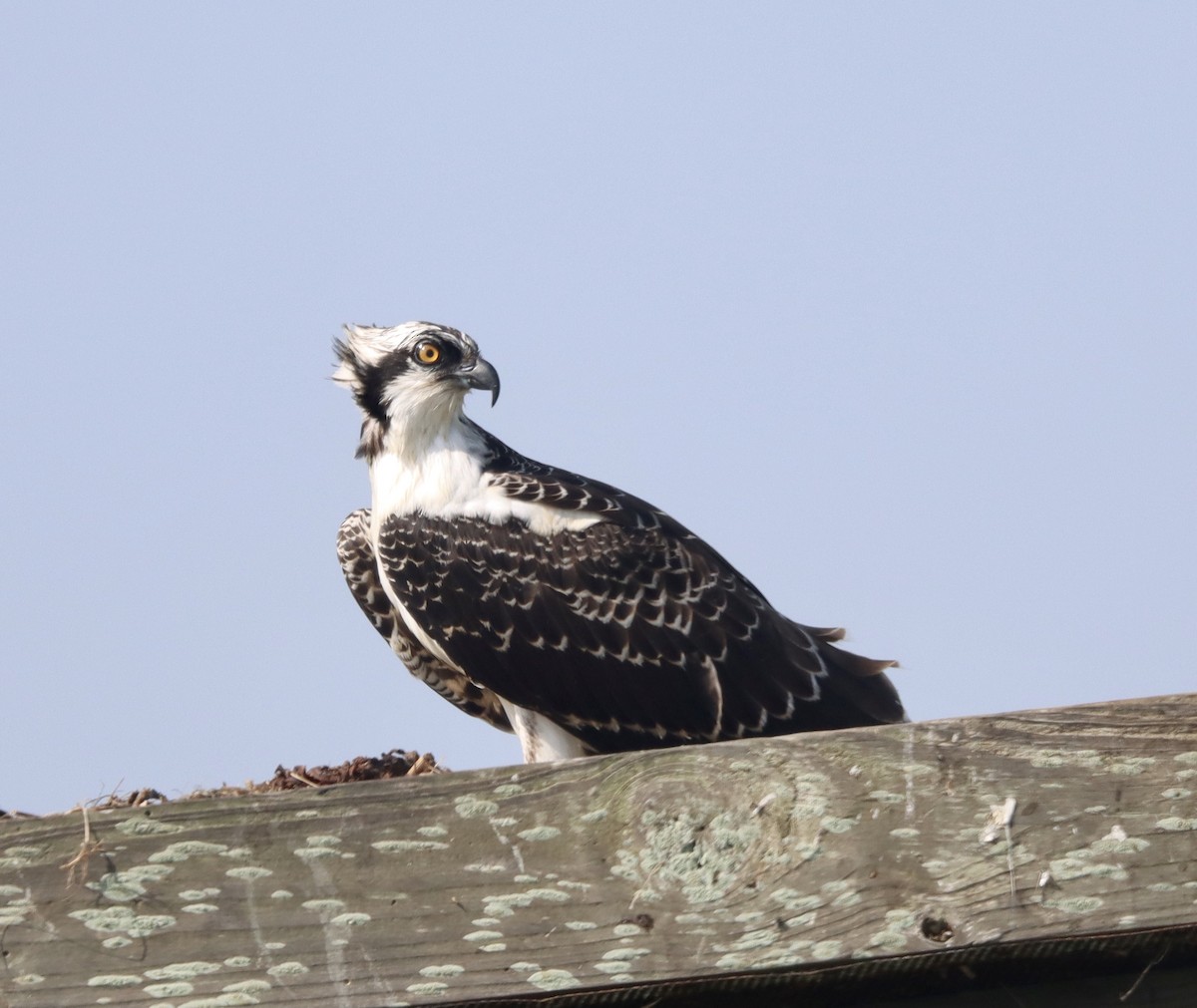 Osprey - ML377367831