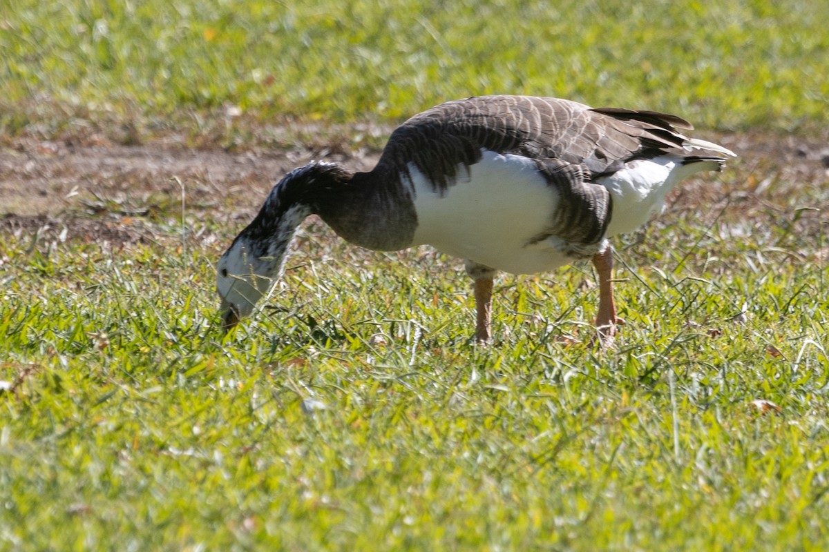 Domestic goose sp. x Canada Goose (hybrid) - ML377367951