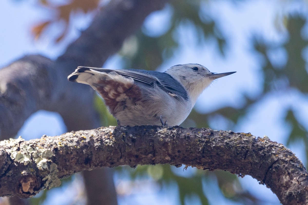 White-breasted Nuthatch - ML377369121