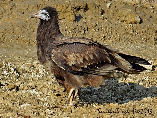 Egyptian Vulture - ML377370841