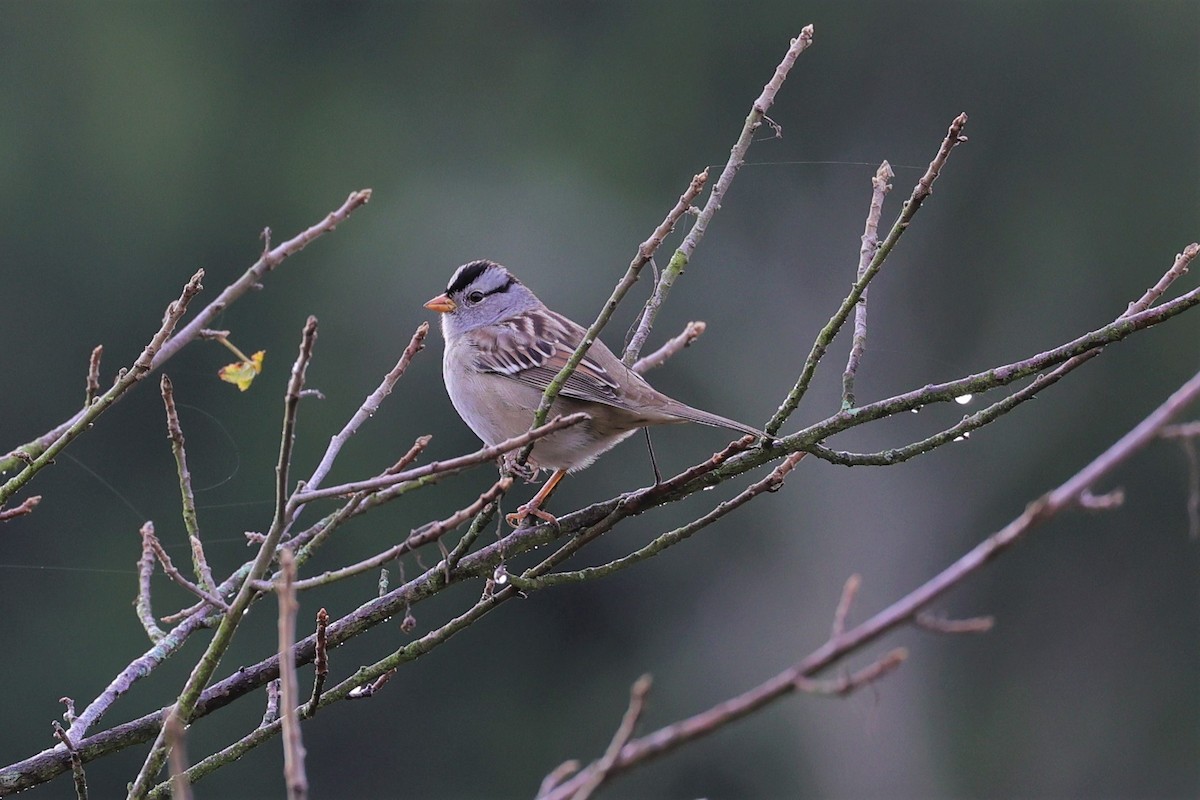 White-crowned Sparrow - ML377373431