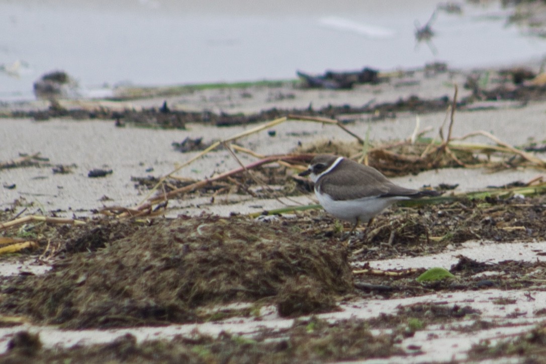 Semipalmated Plover - ML377374581