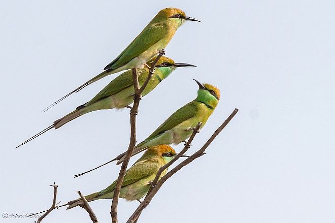 Asian Green Bee-eater - AVINASH BHAGAT