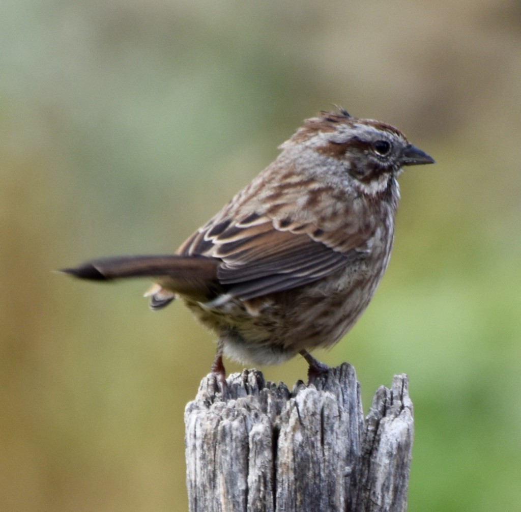 Song Sparrow - Jill Punches