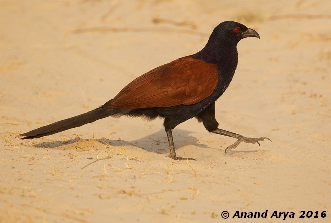 Greater Coucal (Greater) - ML377379471