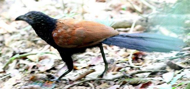 Short-toed Coucal - ML377380861