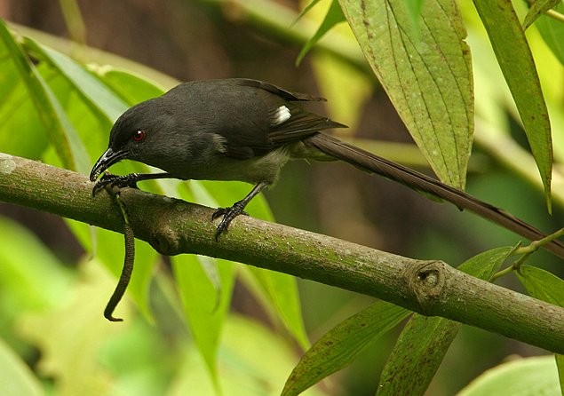Long-tailed Sibia - Mervin Quah