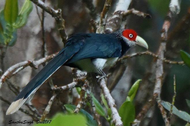 Red-faced Malkoha - ML377385061