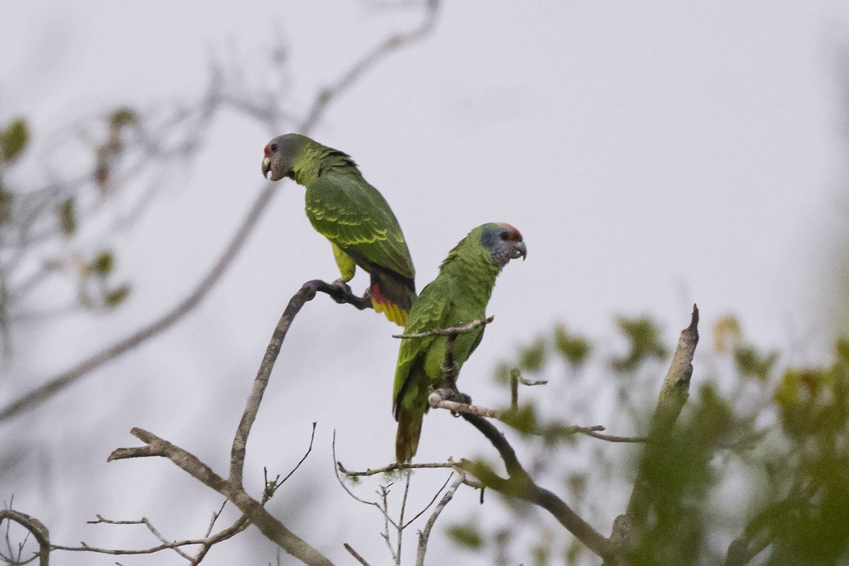 Red-tailed Parrot - ML377385341