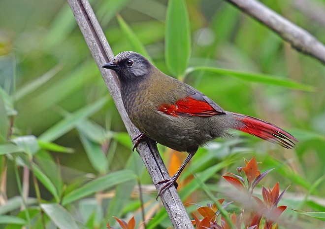 Red-winged Laughingthrush - Le Manh Hung