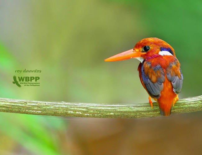 Philippine Dwarf-Kingfisher (Luzon) - Roy Daantos