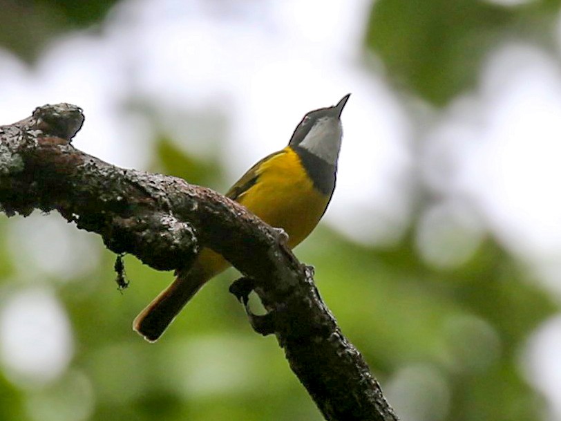 Yellow-throated Whistler - Jafet Potenzo Lopes