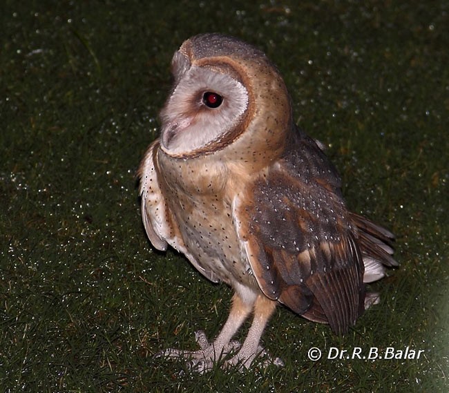 Barn Owl (Eastern) - ML377394241