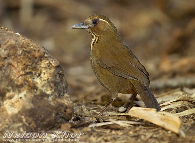Spot-breasted Laughingthrush - ML377395951